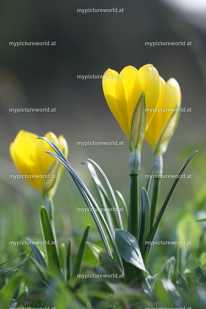 Herbst-Goldbecher-015 | Das Bilderarchiv über Tiere, Planzen und Landschaften. In der Bilddatenbank finden Sie ein große Auswahl an hochwertigen Bilder für Ihre Werbung - Realisiert mit Pictrs.com