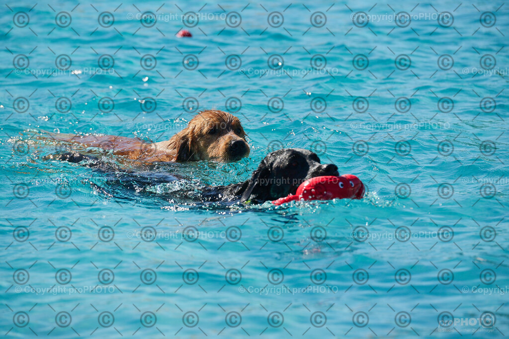 164_202509_4Hundebadetag_NZ9_2676 | proPHOTO - Realisiert mit Pictrs.com