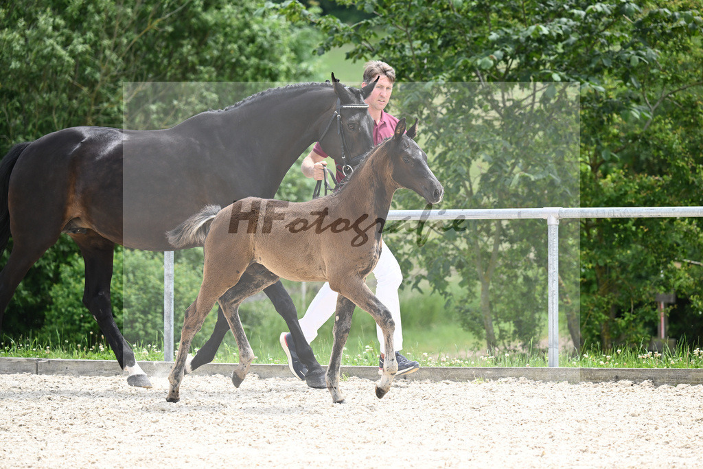 Diamant de Plaisir x Stakkato Gold_HF_Joas_20240283 | hf-fotografie - Realisiert mit Pictrs.com