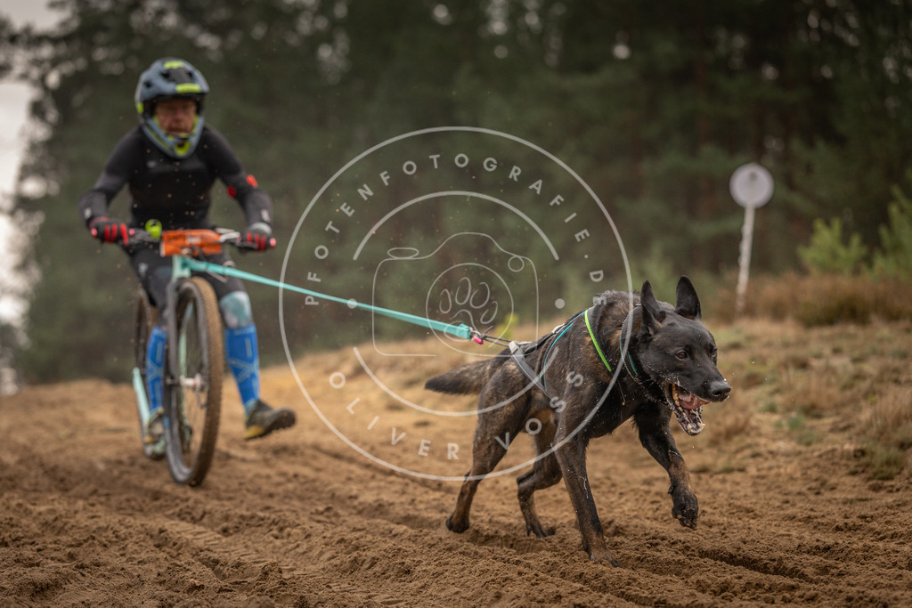 Pfotenfotografie_DV3A4980 | Hundefotografie, Tierfotograf, Pfotenfotografie, Fotoshooting Hund, Hunde Portrait, Hundesport, Hundeportraits, Heideshooting, Hunde, Sportfotograf, Hundefotograf, Turnierhundsport, THS,  - Realisiert mit Pictrs.com