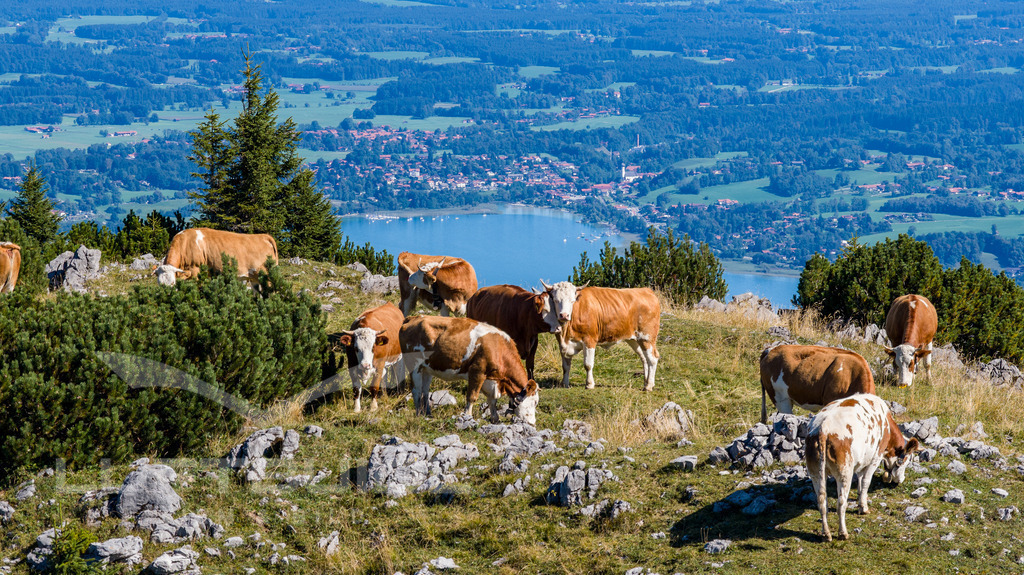 Die Rinder vom Hirschberg; S47 | Diese Kühe haben einen Deluxe-Weideplatz mit einer Aussicht, die selbst dem Großteil der Menschen verwehrt bleibt. Weil der Aufstieg hierher mit Kraft, Schweiß und Anstrengung verbunden ist. Aber: Ohne Fleiß kein Preis. Nur schade, dass die Rinder das wohl nicht zu schätzen wissen. - Realisiert mit Pictrs.com