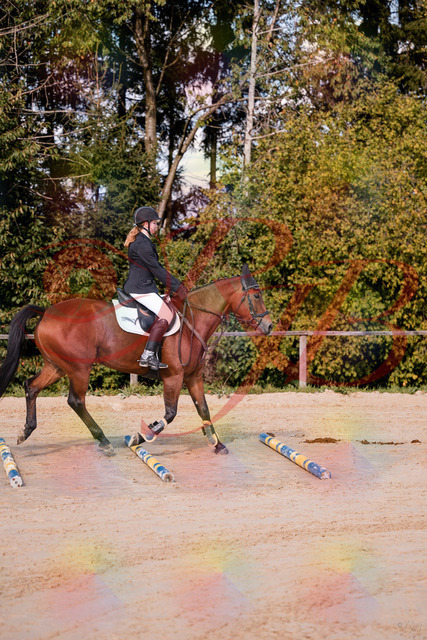 2026_10_03_Siefer-Hof_143437_Z81_02492326 | Professionelle Reitsport-, Turnier- und Eventfotografie von Robert Broda. Galerien mit ausgewählten und bearbeiteten Bildern direkt online ansehen und bestellen.