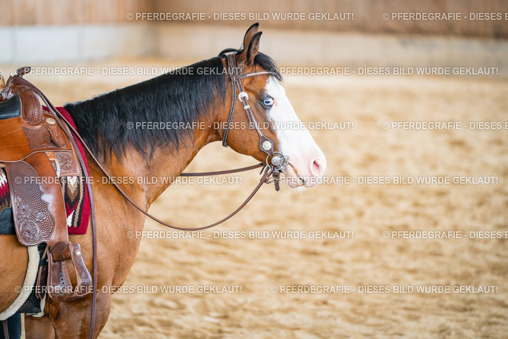 DSC03847 | Pferdegrafie