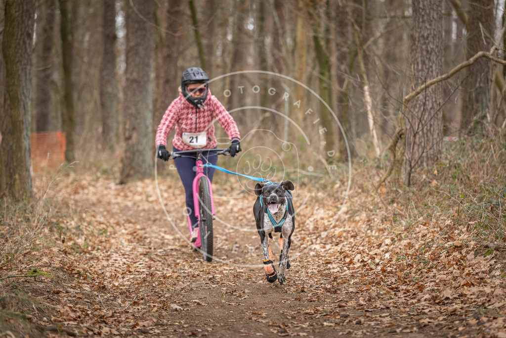 Pfotenfotografie_DV3A7514 | Hundefotografie, Tierfotograf, Pfotenfotografie, Fotoshooting Hund, Hunde Portrait, Hundesport, Hundeportraits, Heideshooting, Hunde, Sportfotograf, Hundefotograf, Turnierhundsport, THS,  - Realisiert mit Pictrs.com