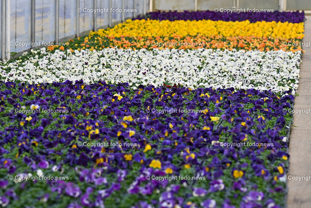 Stadtgärtnerei Linz_ Magistrat_ Frühlingsblumen_ 03.03.2023-3 | 03.03.2023, Magistrat Linz, AUT, Stadtgaertnerei, Fruehlingsblumen, Stadtgärtnerei, Frühlingsblumen, im Bild Veilchen