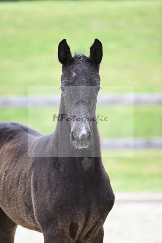 Kat-Nr. 14 SF Hickstead White_Schober_17230273 | hf-fotografie - Realizzato con Pictrs.com