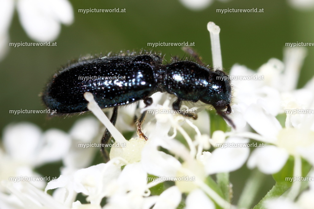 Korynetes caeruleus-001 | Das Bilderarchiv über Tiere, Planzen und Landschaften. In der Bilddatenbank finden Sie ein große Auswahl an hochwertigen Bilder für Ihre Werbung - Realisiert mit Pictrs.com