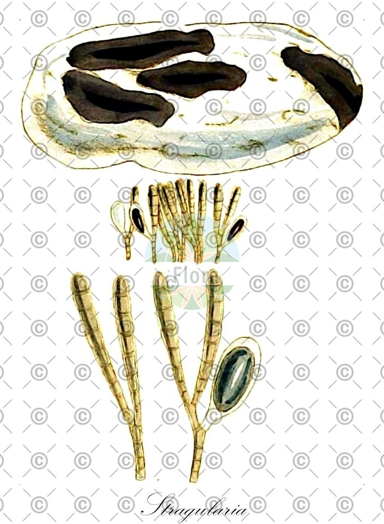 HistAbb_wfo-0000770131_1_ENZY_Simple | Historische Abbildung von Stragularia - Scytosiphonaceae (0) | Historical Illustration of Stragularia - Scytosiphonaceae (0)