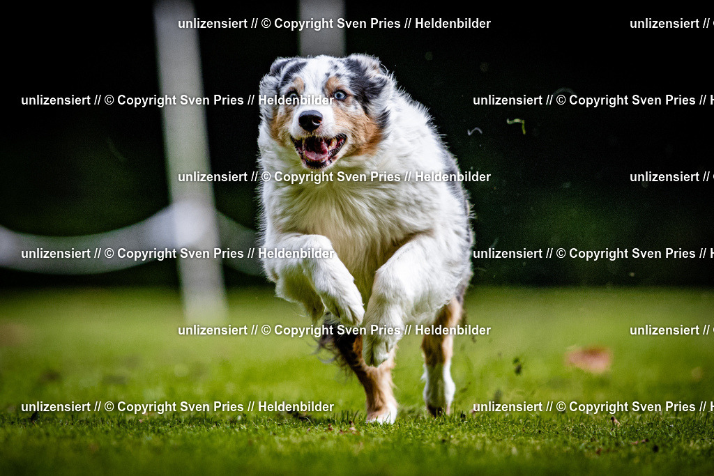 Sven Pries | 2025-10-03 - Hunderennen Obergrombach - Realisiert mit Pictrs.com