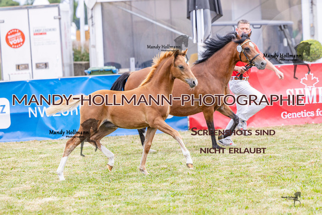 LTN 2 (106 von 1981) | mandyhollmannphotographie