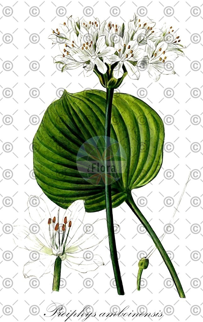 HistAbb_wfo-0001300492_1_ENZY_Simple | Historische Abbildung von Proiphys amboinensis - Amaryllidaceae | Historical Illustration of Proiphys amboinensis - Amaryllidaceae