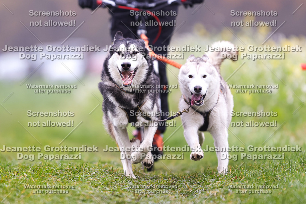 Dog Paparazzi - Visbeck 25 -126 | Dog Paparazzi Jeanette Grottendiek Fotografie & Videografie - Realisiert mit Pictrs.com