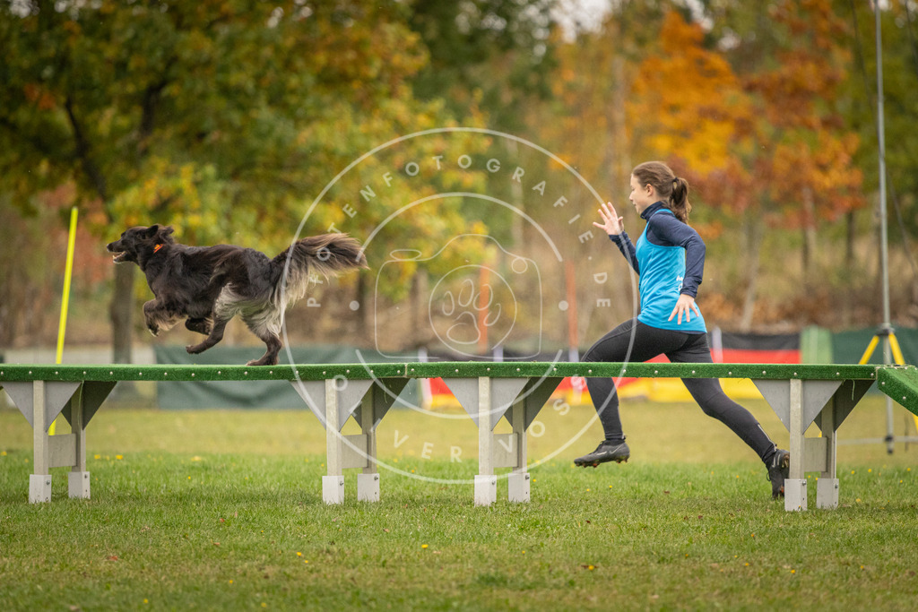 Pfotenfotografie_DV3A7069 | Hundefotografie, Tierfotograf, Pfotenfotografie, Fotoshooting Hund, Hunde Portrait, Hundesport, Hundeportraits, Heideshooting, Hunde, Sportfotograf, Hundefotograf, Turnierhundsport, THS,  - Realisiert mit Pictrs.com