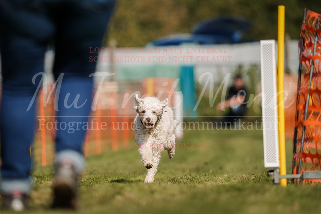20250928_Hunderennen-595 | MuT (Mensch und Tier) mit Mona - Fotografie und Tierkommunikation - Realisiert mit Pictrs.com