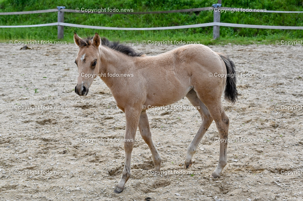 Otis_ 25.05.2023-9 | 25.05.2023, Slowakei, SVK, Dolný Moštenec, im Bild Fohlen, Pferd, Quarter Horse, Reitplatz