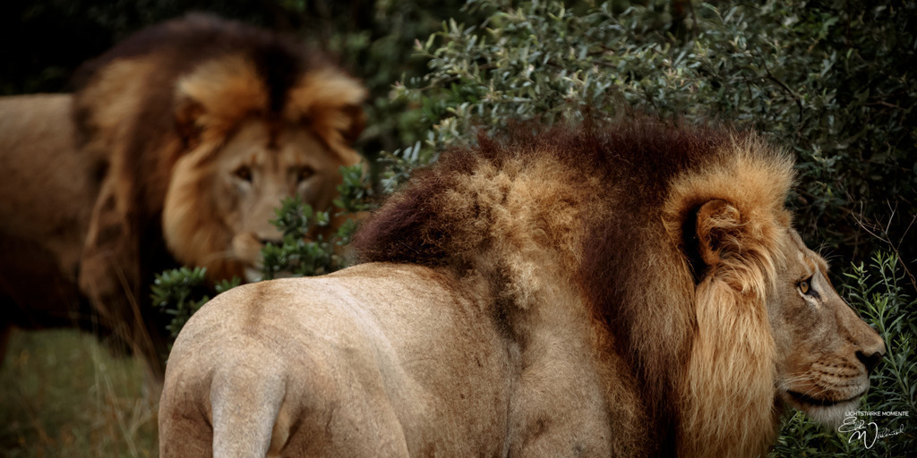 20231010-081807 SOUTHAFRIKA_-1 | Herzlich willkommen auf meiner Seite! Ich bin Elke Wallnisch, Deine Fotografin für lichtstarke Momente. Der Name steht für alles, was mich mit der Fotografie verbindet: Das Licht und seine machtvolle Wirkung auf eine Situation oder unsere Stimmung - Realisiert mit Pictrs.com
