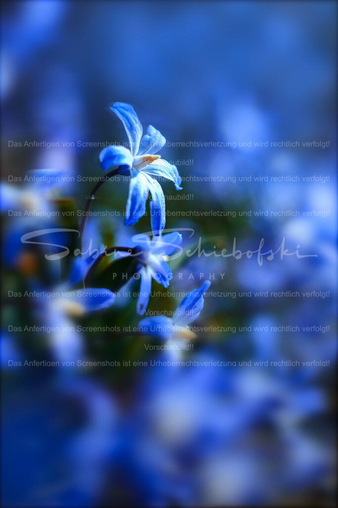 Wandbild Blaustern | People- und Tierfotografie, Imageaufnahmen, Veranstaltungsfotografie und Wandbilder aus der Natur ★ Made in Germany ✔️ Druck + Downloads ✔️ Naturfotografie in Top Qualität ★ schneller Versand, weltweite Lieferung! - Realisiert mit Pictrs.com