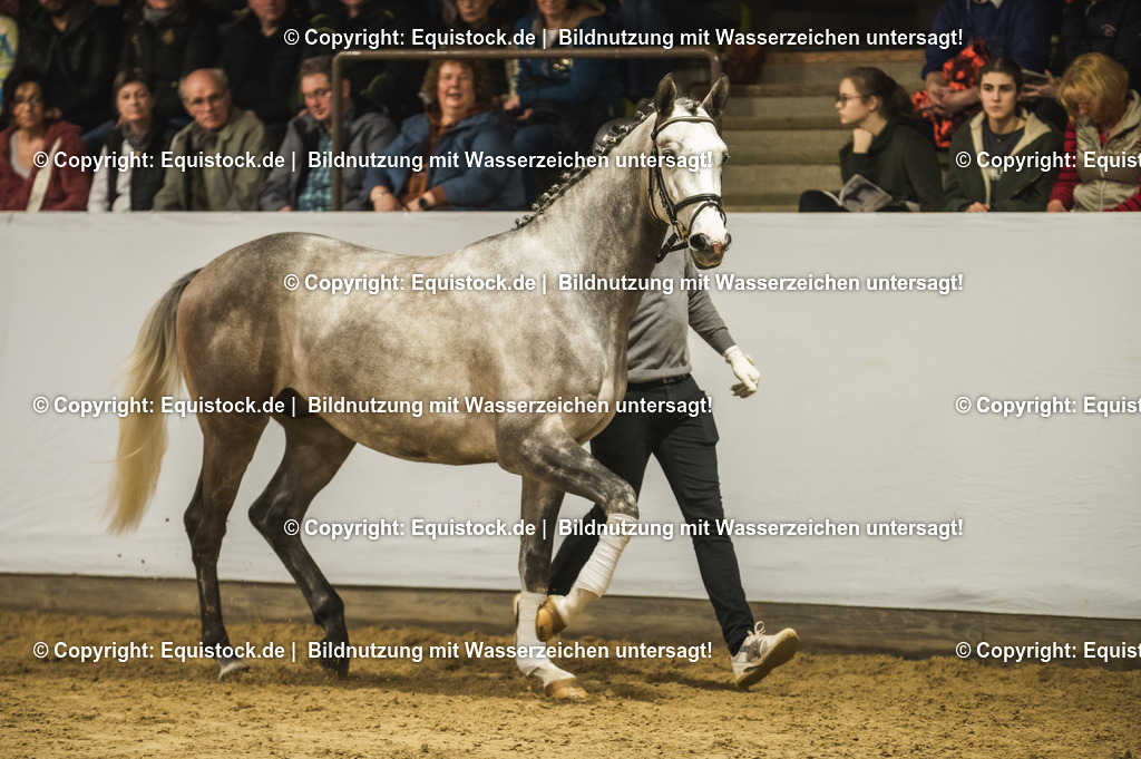 20240302_Hengstvorstellung_Marbach_TOMsPiC_0961-2 | equistock