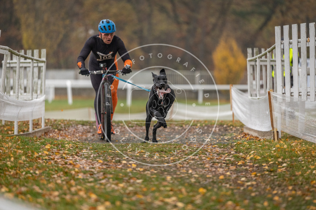 CaniXpix_DV3A7347 | Hundefotografie, Tierfotograf, Pfotenfotografie, Fotoshooting Hund, Hunde Portrait, Hundesport, Hundeportraits, Heideshooting, Hunde, Sportfotograf, Hundefotograf, Turnierhundsport, THS,  - Realisiert mit Pictrs.com