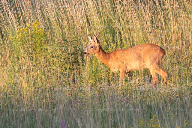 20176 | Tierfotografie, Tierkalender, Tierbilder, Insekten, Spinnen, Vögel, Schmetterling, Libellen, Leinwand, Colorkey, Qualität, Geschenkartikel, Geschenk - Realisiert mit Pictrs.com