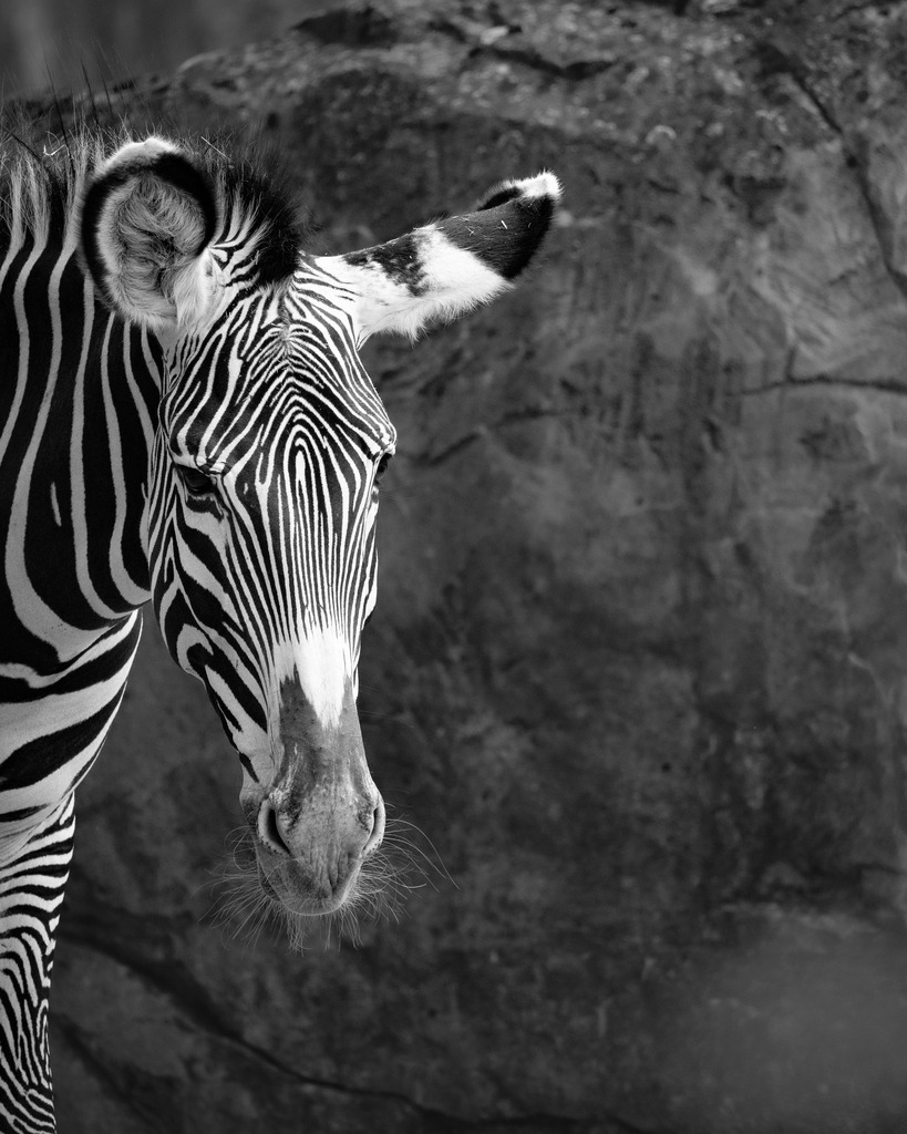 Das Zebra | Ich bin ein Fotograf aus Berlin und fotografiere aus Spaß an der Freude :) Meinen Motiven setze ich keine thematischen Grenzen. Somit bin ich beispielsweise in der Tierfotografie, Landschaftsfotografie, Sportfotografie sowie Streetphotography anzutreffen.