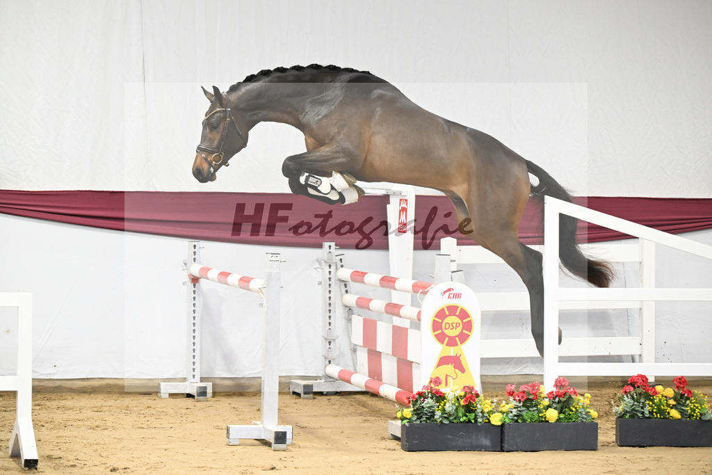 Kat-Nr. 6 Conthargos x Cornet Obolensky_Paul Scheuerer_47250126 | hf-fotografie - Realisiert mit Pictrs.com