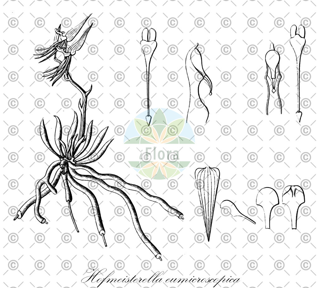 HistAbb_wfo-0000724169_1_ENZY_Simple | Historische Abbildung von Hofmeisterella eumicroscopica - Orchidaceae | Historical Illustration of Hofmeisterella eumicroscopica - Orchidaceae