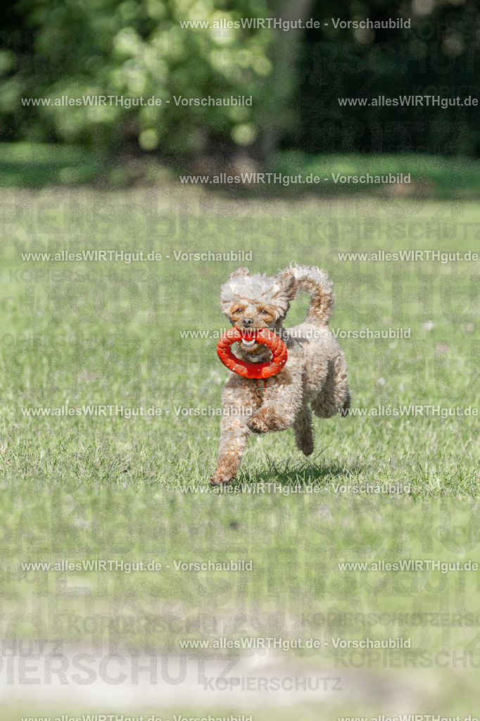 Hundeschwimmen_Volksbad_2026-allesWIRTHgut_Tierfotografie-2609061112-102236-7R509529 | Professionelle Tierfotografie in Mönchengladbach von Daniel Wirth (allesWIRTHgut). Liebevolle & natürliche Bilder von Hunden & Katzen für unvergessliche Erinnerungen.