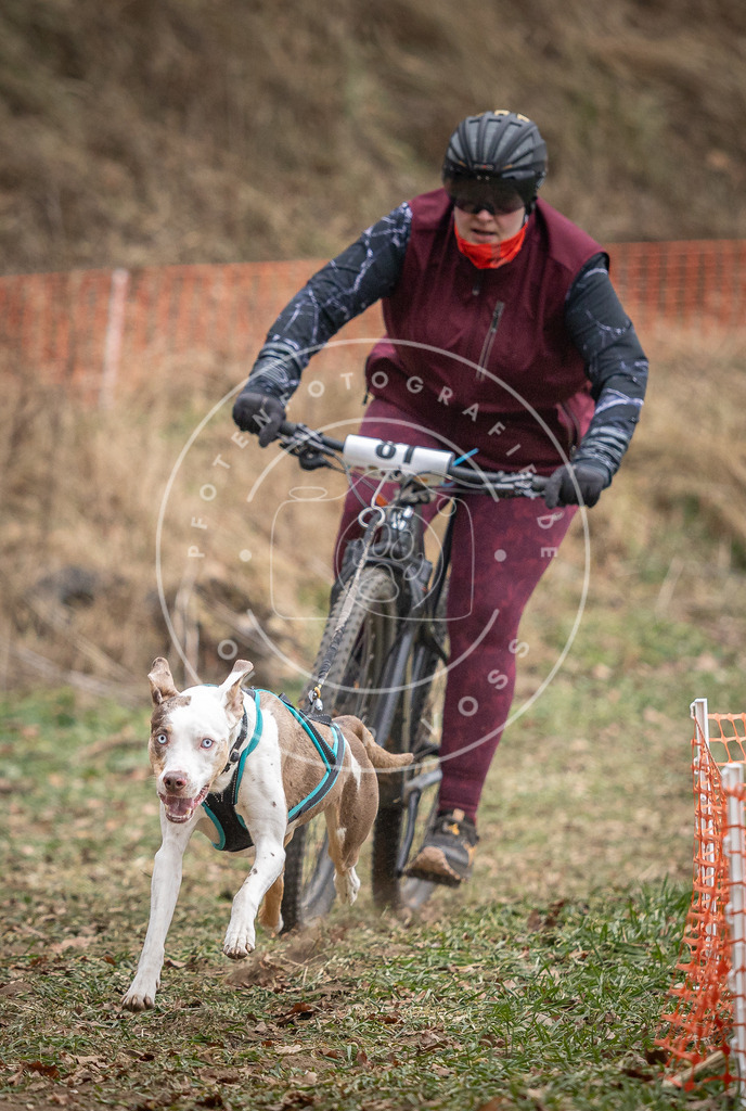 Pfotenfotografie_DV3A5554 | Hundefotografie, Tierfotograf, Pfotenfotografie, Fotoshooting Hund, Hunde Portrait, Hundesport, Hundeportraits, Heideshooting, Hunde, Sportfotograf, Hundefotograf, Turnierhundsport, THS,  - Realisiert mit Pictrs.com