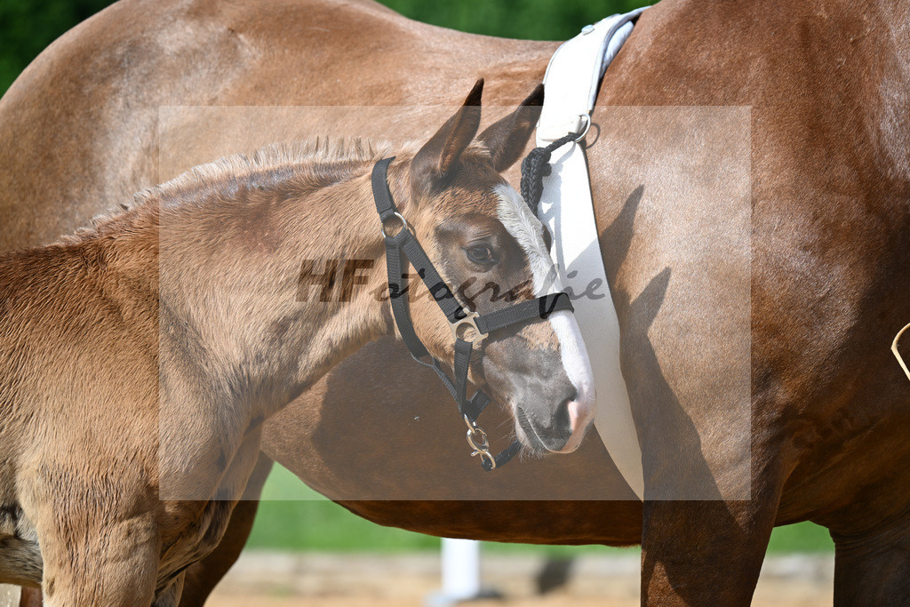 Kat-Nr. 7 Rivaldo x Schogun_HLG Schwaiganger_27140150 | hf-fotografie - Realisiert mit Pictrs.com