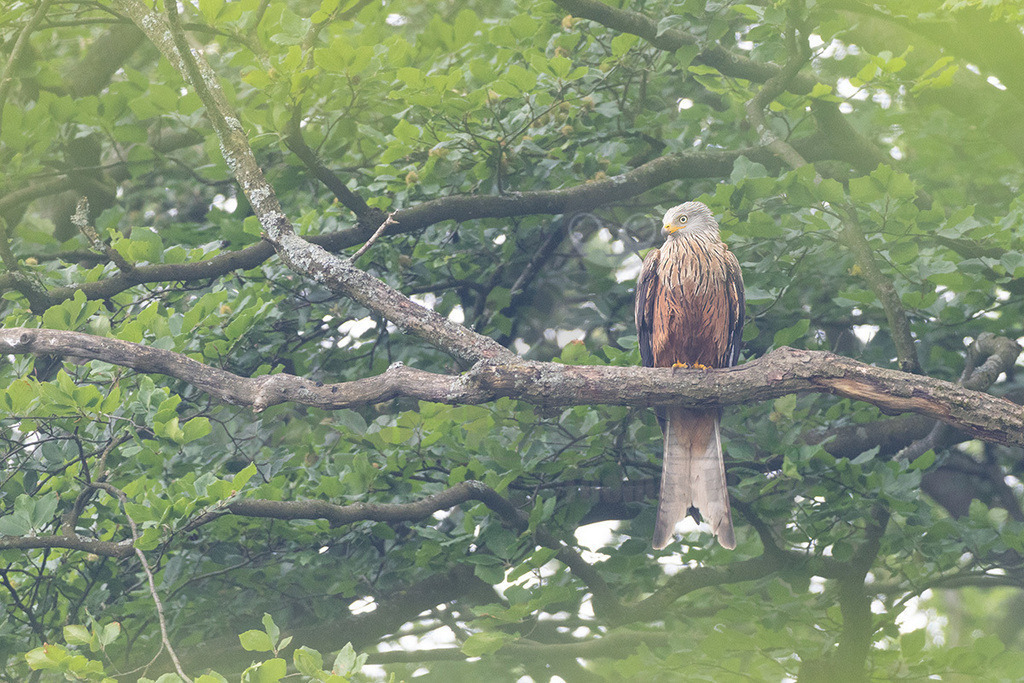 R7NF4522_20240602 | Der Rotmilan ist ein sehr häufig in Deutschland vorkommender Greifvogel. Mehr als die Hälfte der gesamten Weltpopulation brütet sogar bei uns. Strukturreiche, landwirtschaftlich genutzte Kulturlandschaften sind sein bevorzugtes Habitat, und davon gibt es hier reichlich. Er ist ein akrobatischer Flieger. Man kann über seine spektakulären Verfolgungsjagden und eleganten Balzflüge oft nur staunen. Markant ist auch sein tief gegabelter Schwanz. - Realisiert mit Pictrs.com