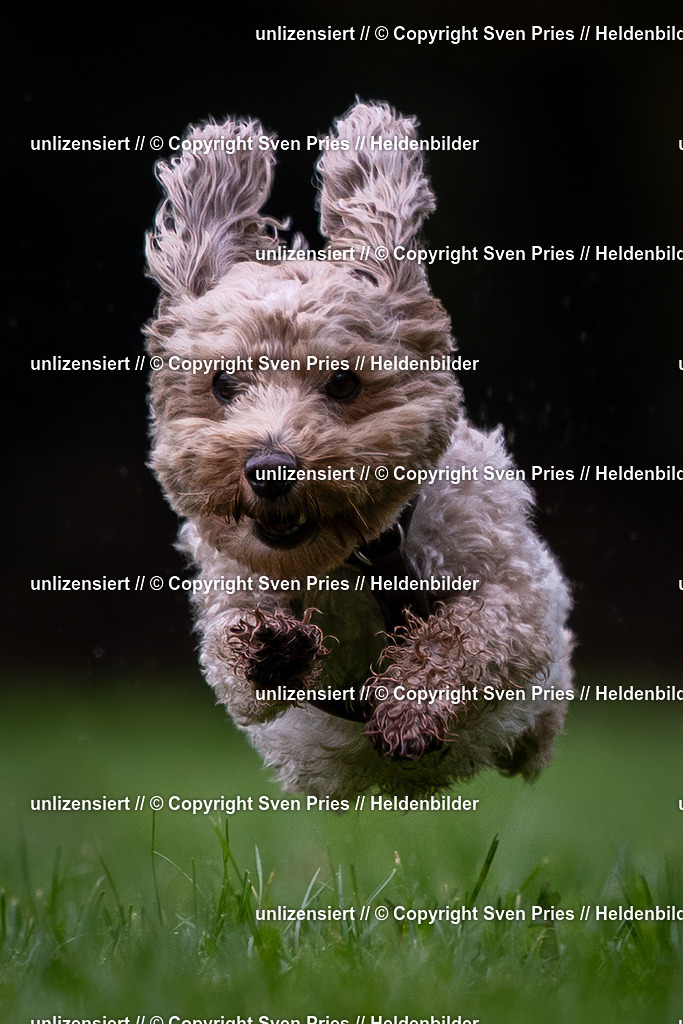 Sven Pries | 2024-10-19 - Hunderennen Ober-Grombach - Realisiert mit Pictrs.com