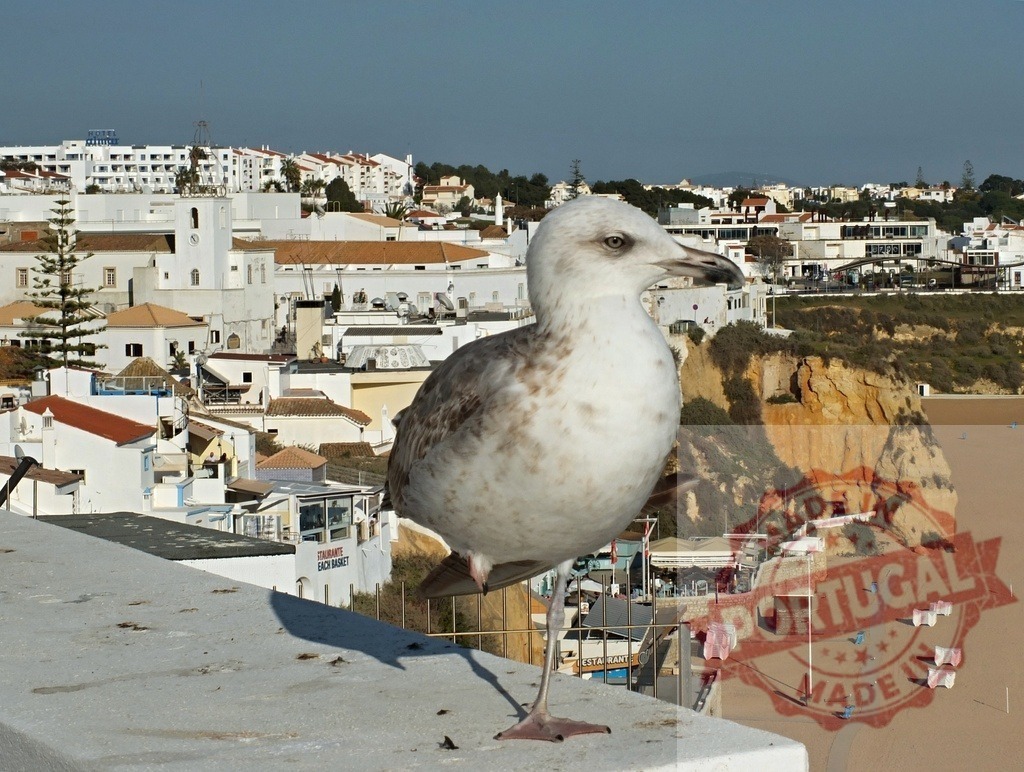 Seagull standing on wall overlooking Albufeira beach in Portugal | Seagull perching on a wall with a coastal town, beach, and cliffs in the background - Realized with Pictrs.com