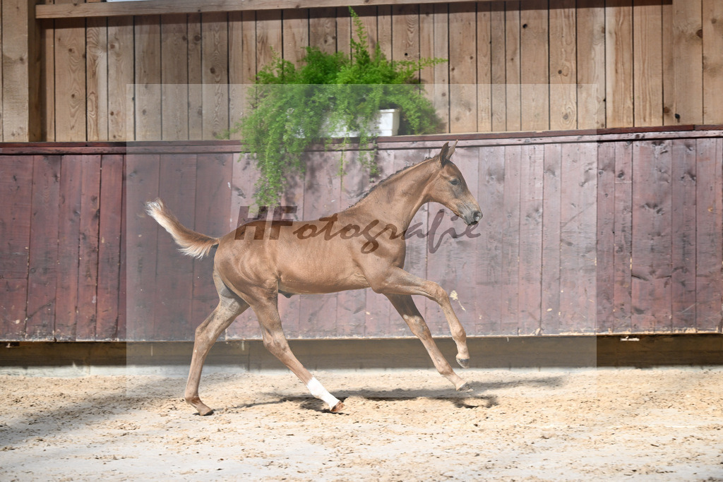Kat-Nr. 17 Endorphin x Fuerst Piccolo_HF_Rietzler_25250151 | hf-fotografie - Realisiert mit Pictrs.com