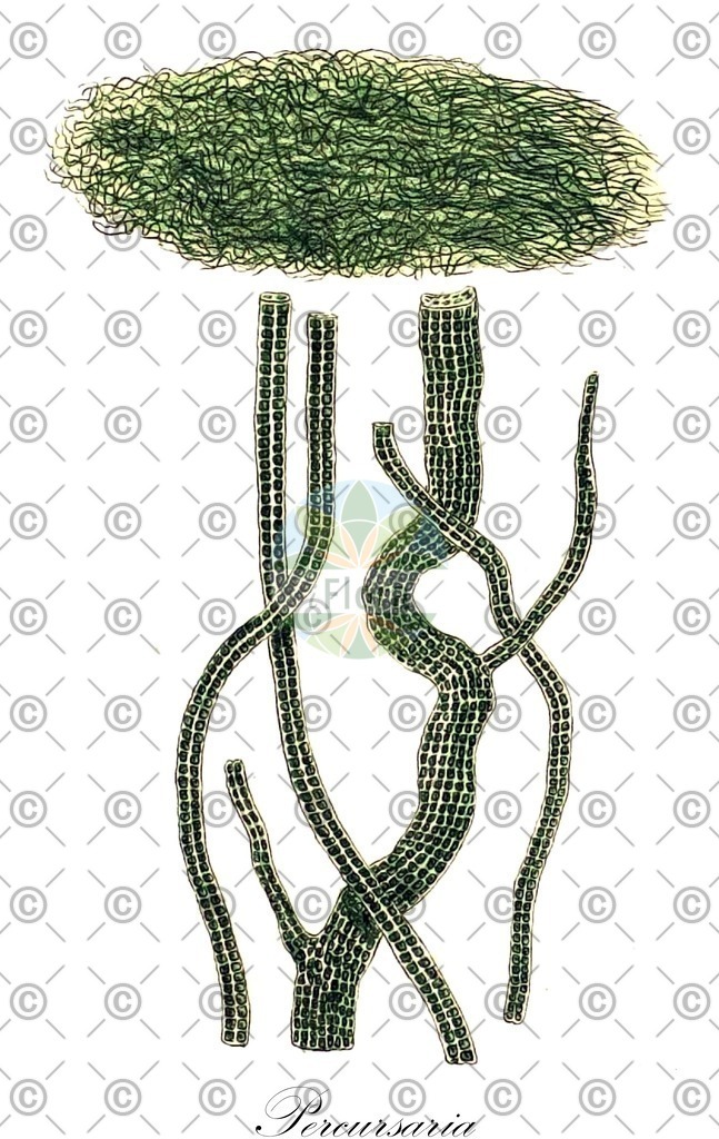 HistAbb_wfo-0000474162_1_ENZY_Simple | Historische Abbildung von Percursaria - Ulvaceae (0) | Historical Illustration of Percursaria - Ulvaceae (0)