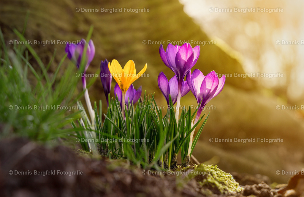 Flower 29 | Entdecken Sie Natur, Makro und Tierfotografie von Dennis Bergfeld.Besondere Momente und Details der Natur, hochwertig als Foto und Wandbild erhältlich. - Realisiert mit Pictrs.com