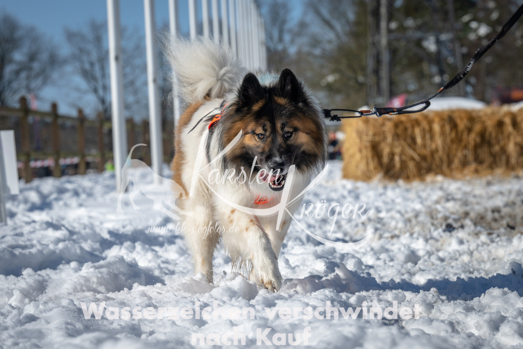 1137_ZZ90422-4 | kk-dogfotos