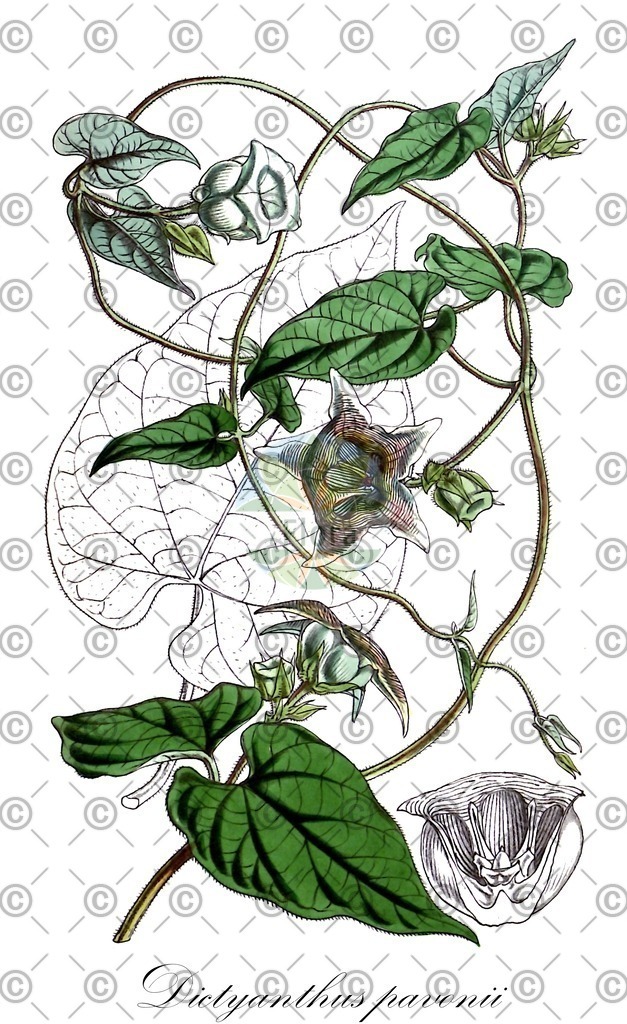 HistAbb_wfo-0000646348_1_ENZY_Simple | Historische Abbildung von Dictyanthus pavonii - Apocynaceae | Historical Illustration of Dictyanthus pavonii - Apocynaceae