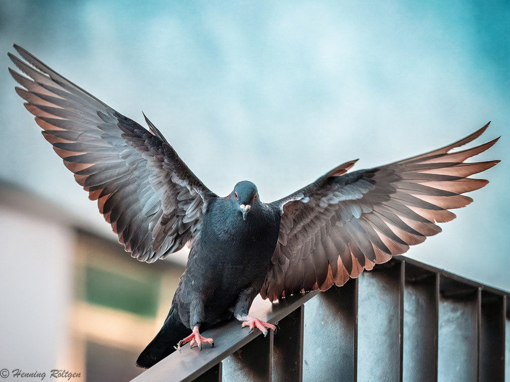 Ringeltaube in Aktion | henroe-photoart-shop