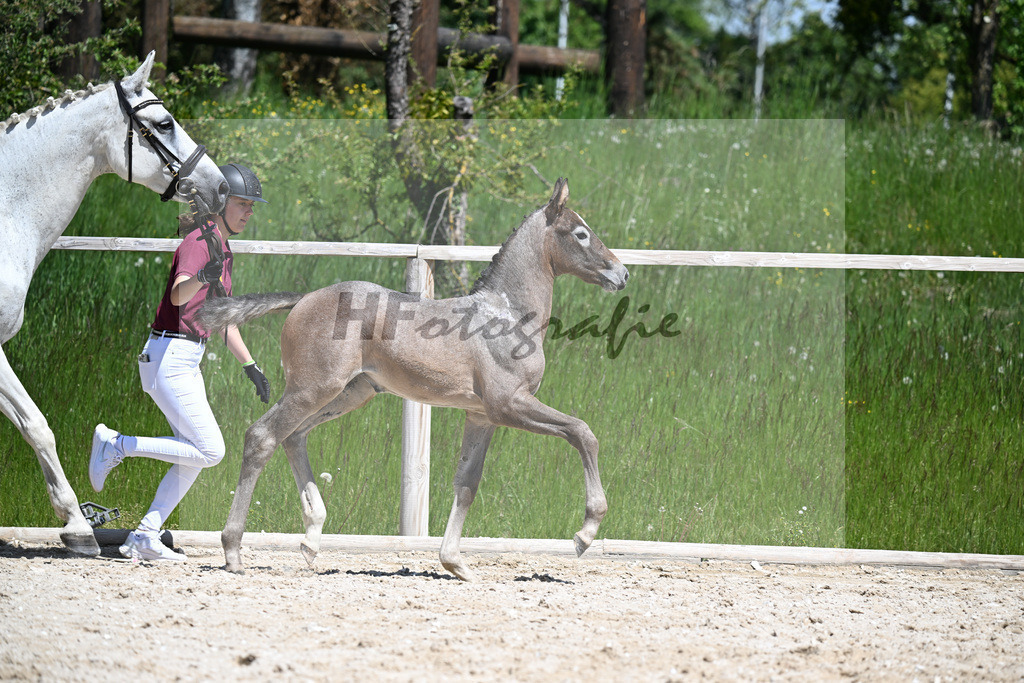 Zirdento Blue x Corlensky G_SF_Mayer_10250324 | hf-fotografie - Realizzato con Pictrs.com