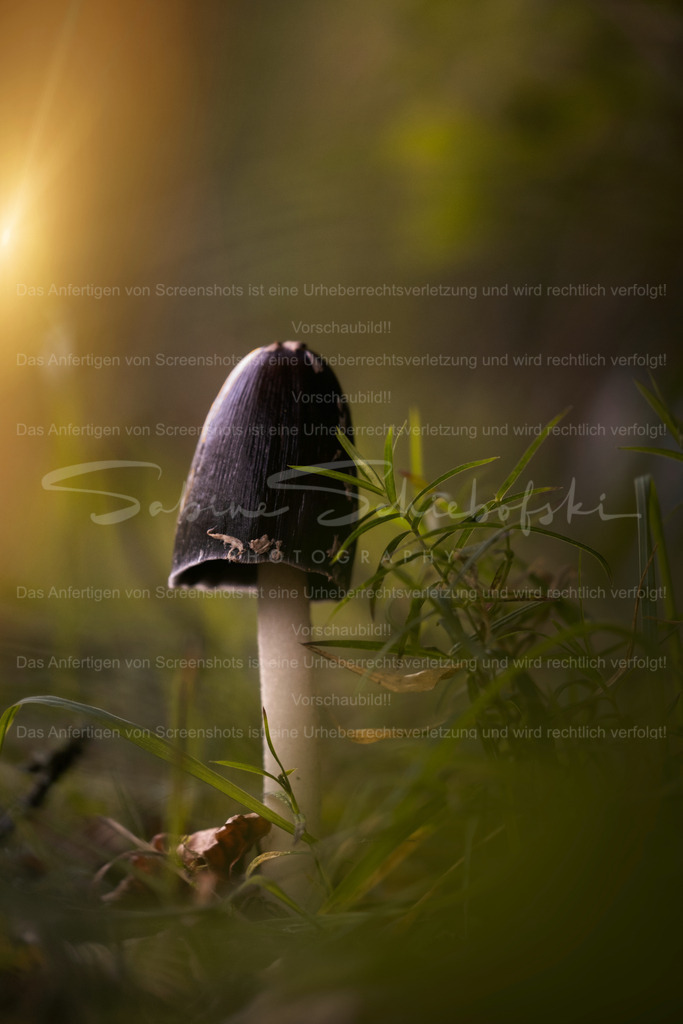 A Reason to Believe | Exklusive Naturfotografie für stilvolle Wanddekoration ★ Premium Wandbilder Made in Germany ✔️ FineArt Drucke & Downloads ✔️ Brillante Farben, höchste Qualität & weltweiter Versand ✔️ - Realisiert mit Pictrs.com