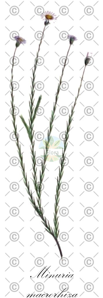 HistAbb_wfo-0000448428_1_ENZY_Simple | Historische Abbildung von Minuria macrorhiza - Asteraceae | Historical Illustration of Minuria macrorhiza - Asteraceae