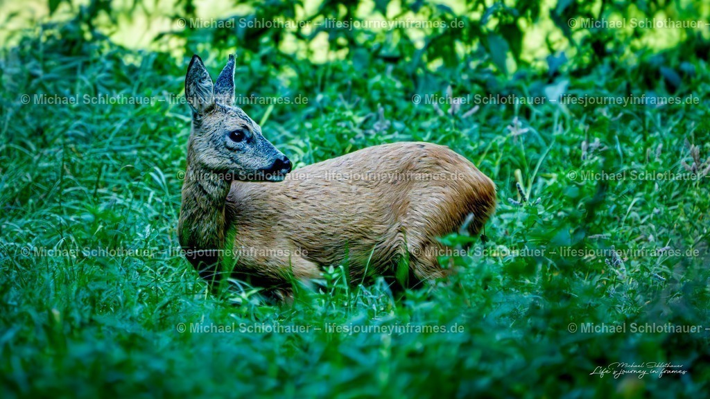 Reh im hohen Gras | Ein aufmerksames Reh steht im satten Sommergras und blickt zur Seite â€“ ruhige, natÃ¼rliche Wildlife-Szene. - Realisiert mit Pictrs.com