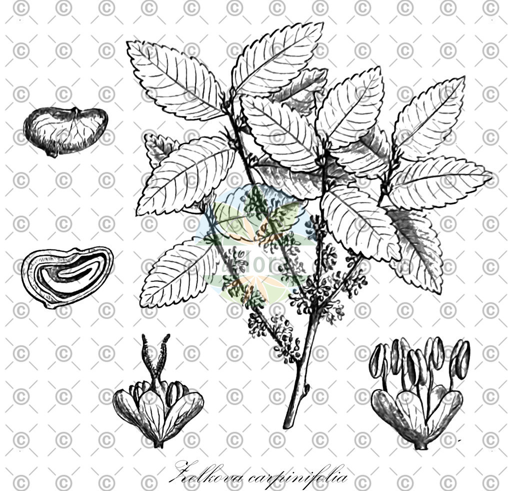 HistAbb_wfo-0000043870_1_ENZY_Simple | Historische Abbildung von Zelkova carpinifolia - Ulmaceae | Historical Illustration of Zelkova carpinifolia - Ulmaceae
