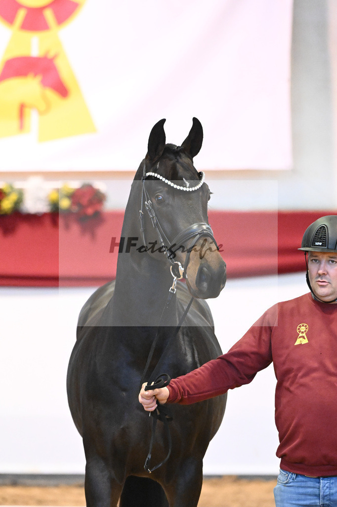 Kat-Nr. 61 Von Und Zu x Lauries Crusador xx_Berger_43232124 | hf-fotografie - Realisiert mit Pictrs.com
