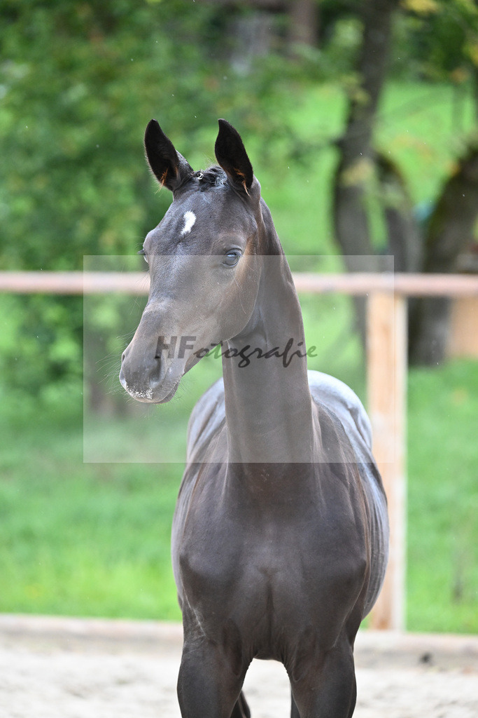 Kat-Nr. 13 SF Donier_Schlosser_25230232 | hf-fotografie - Realisiert mit Pictrs.com
