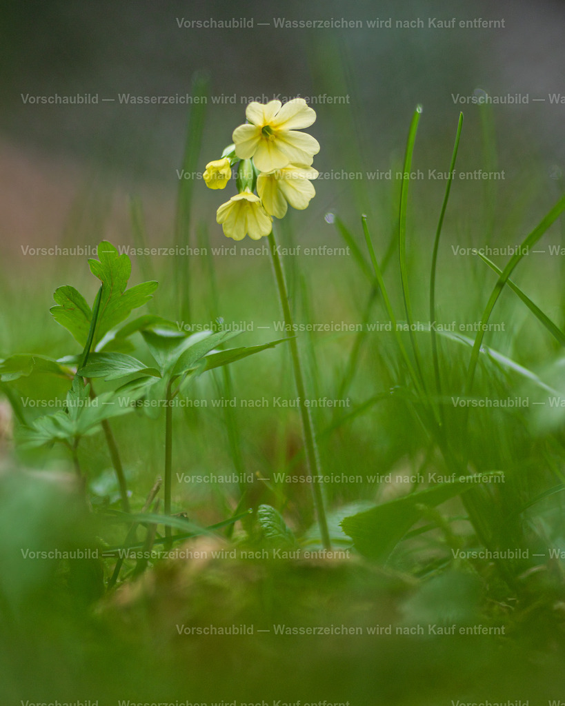 Kleine Schlüsselblume | im Wald Mitte März. Auch Primel genannt. - Realisiert mit Pictrs.com