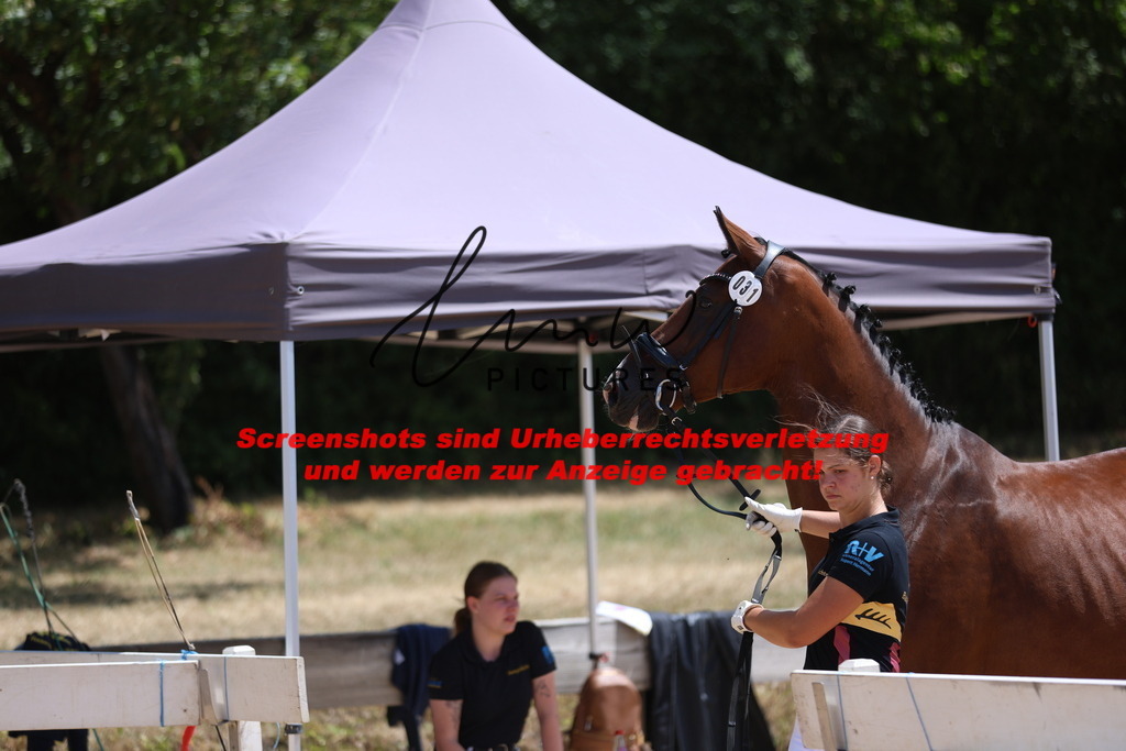 Fohlenschau_Schwäbisch_Hall_springbetonte_Fohlen_KN 31_1 | lmwpictures - Realisiert mit Pictrs.com