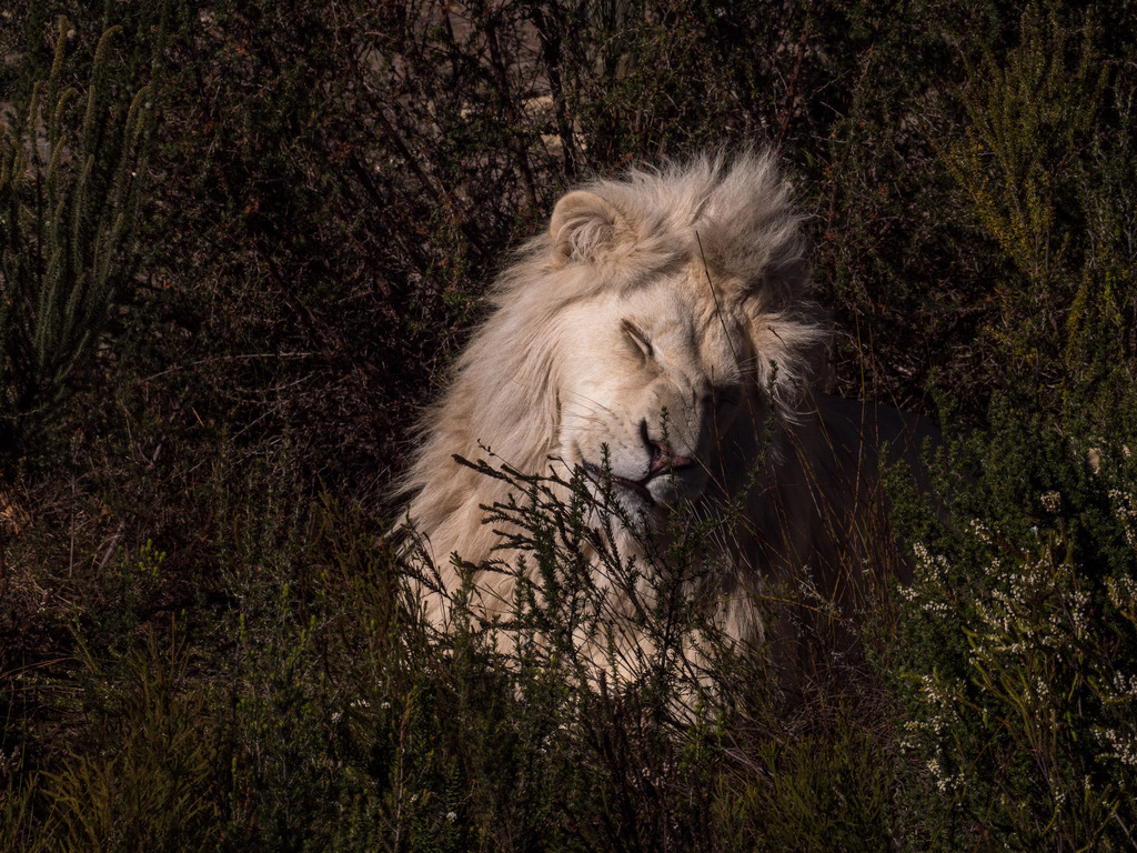 PANA3080-LR | Natur im Moment - Realisiert mit Pictrs.com