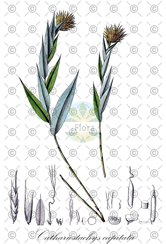 HistAbb_wfo-0001180204_1_ENZY_Simple | Historische Abbildung von Cathariostachys capitata - Poaceae | Historical Illustration of Cathariostachys capitata - Poaceae